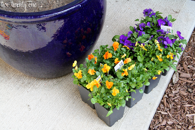 spring pansies