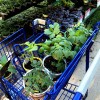 vegetable plant shopping at lowes