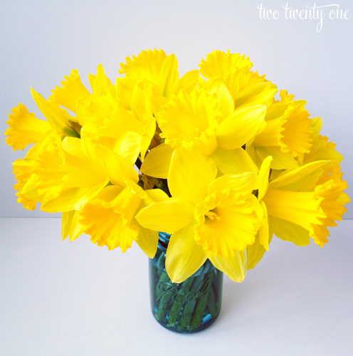 daffodils