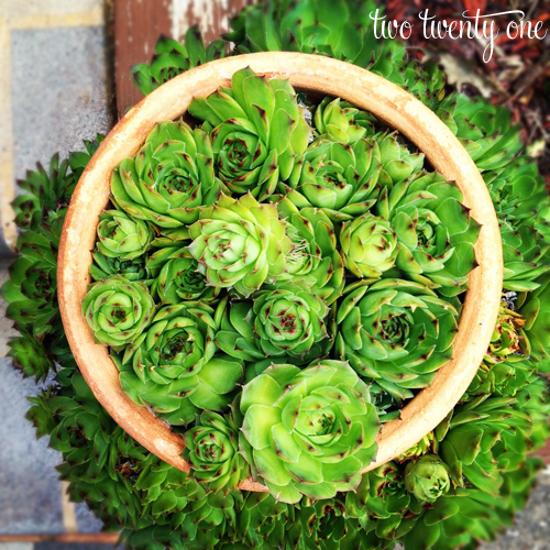 hens and chicks