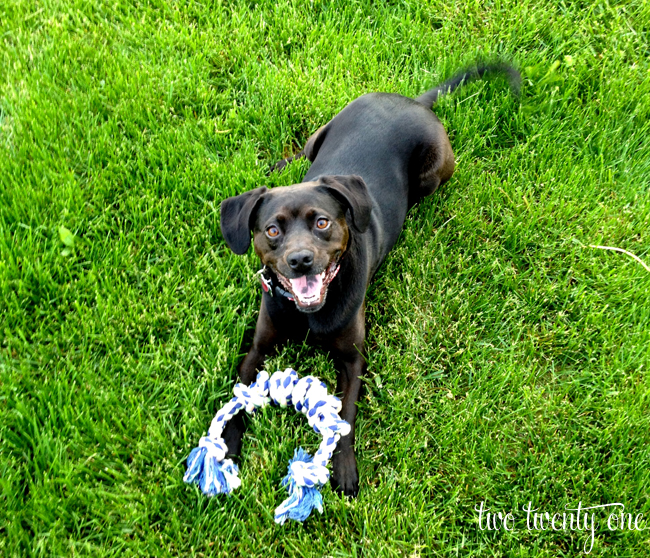 jack in grass