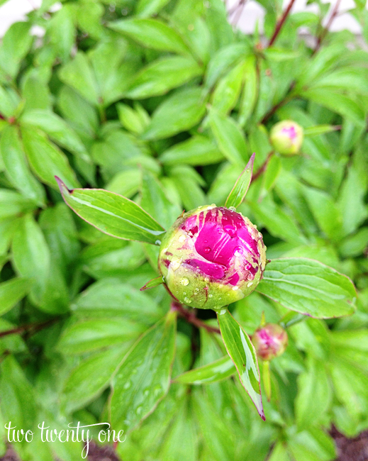 peony bud