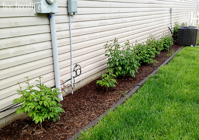 peony bushes