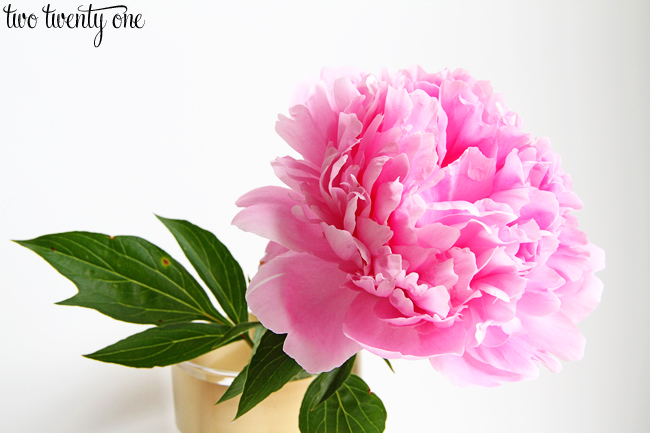 pink peony