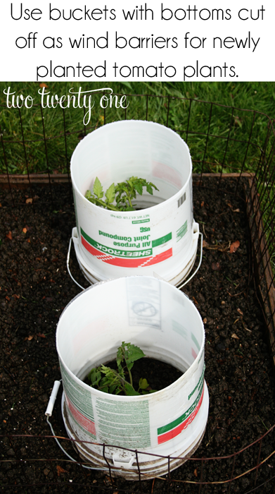 protecting tomato plants