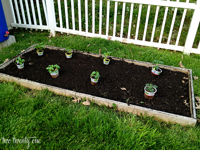 Planting the Vegetable Garden of 2013