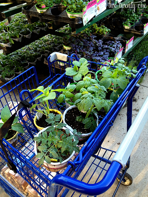 vegetable plant shopping at lowes