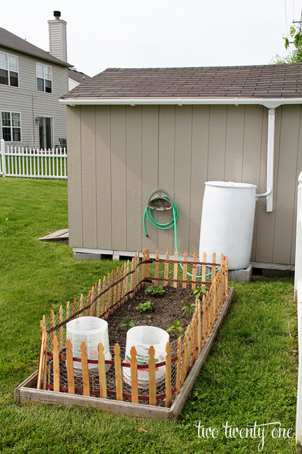 Rain barrel for vegetable garden