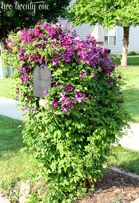 clematis on mailbox