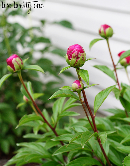 dark pink peony buds