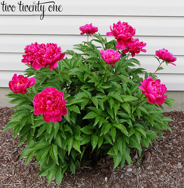 Tips and tricks for growing peonies!