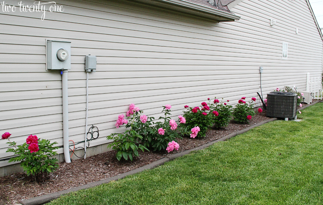 growing peonies