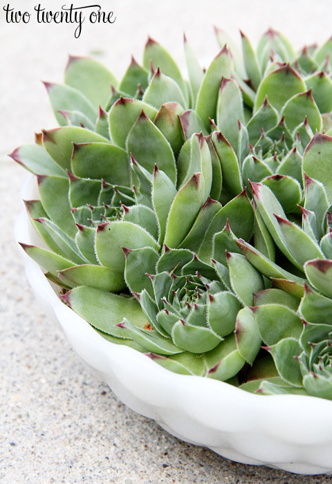 hens and chicks