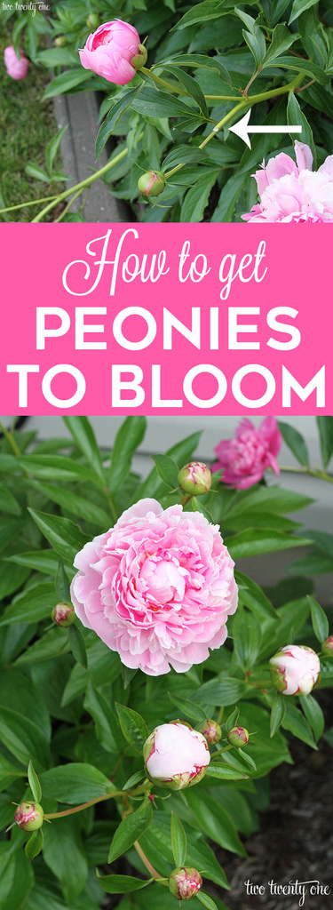 growing peonies