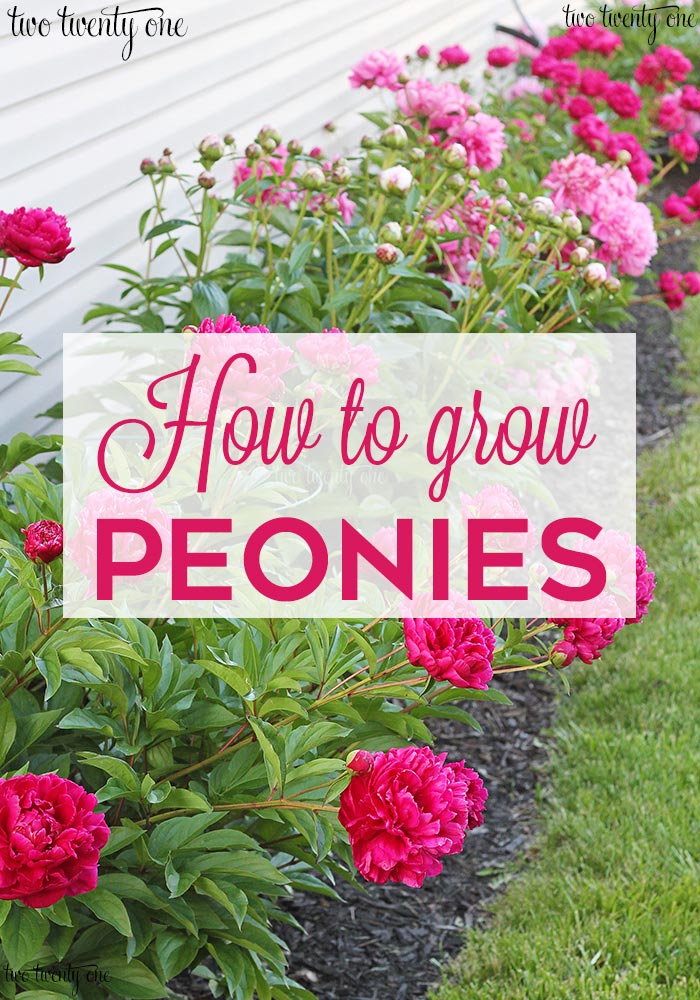 Sprouting Peony Growth Stages