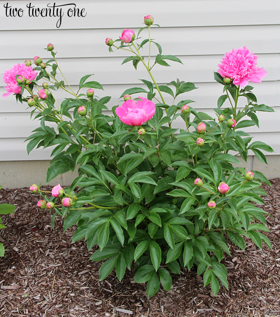 Tips and tricks for growing peonies!