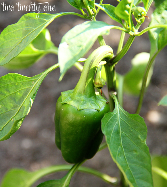 little bell pepper