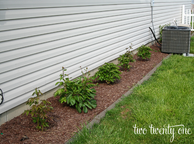 Tips and tricks for growing peonies!