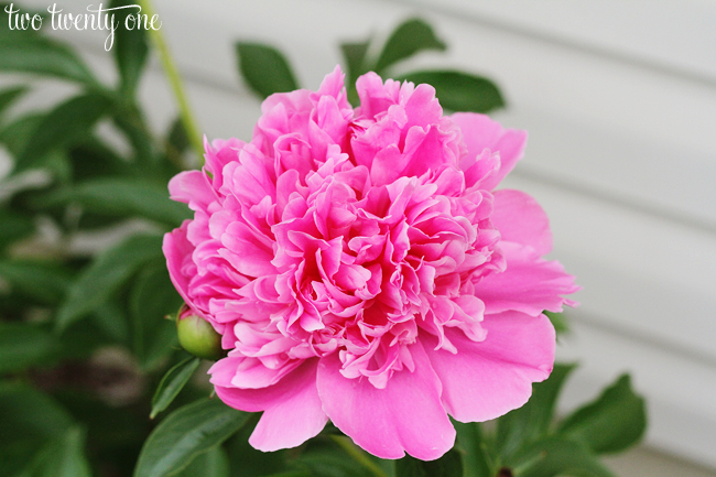 Growing Peonies – Peony Bush Care