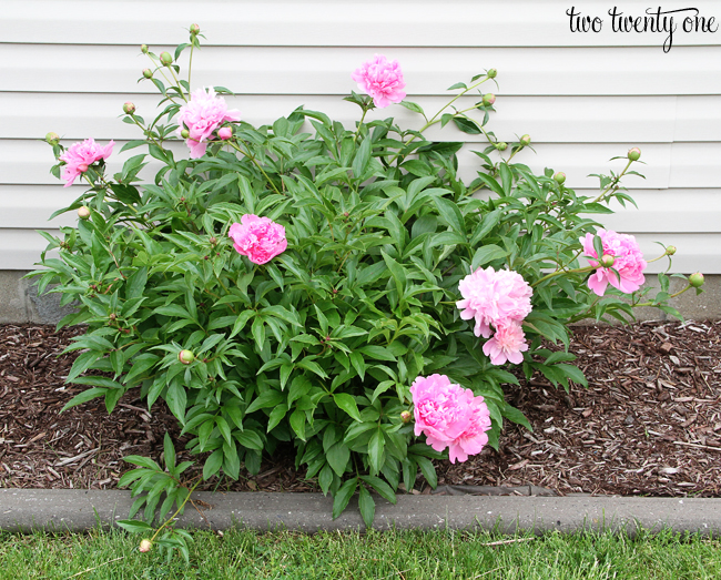 pink peony bush