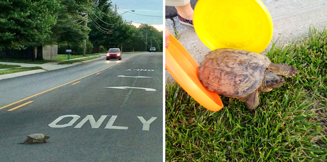 turtle in the road