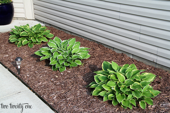 hostas