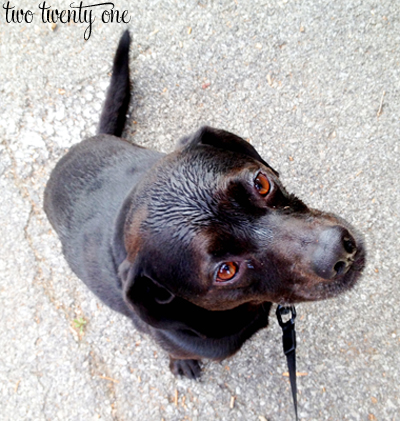 jack after swim