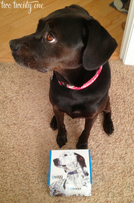 jack with tagg box