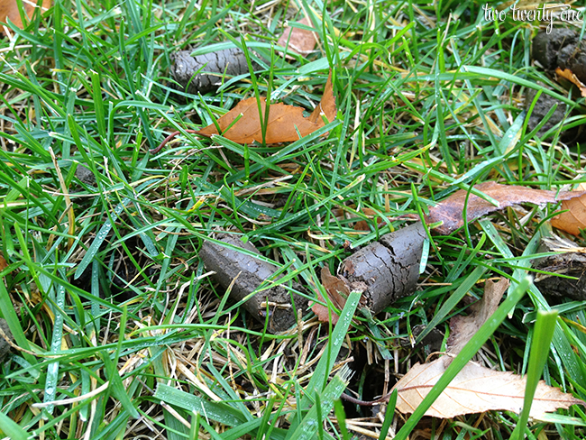 aerating a lawn