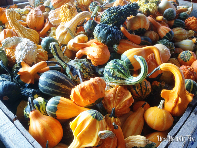 gourds 2