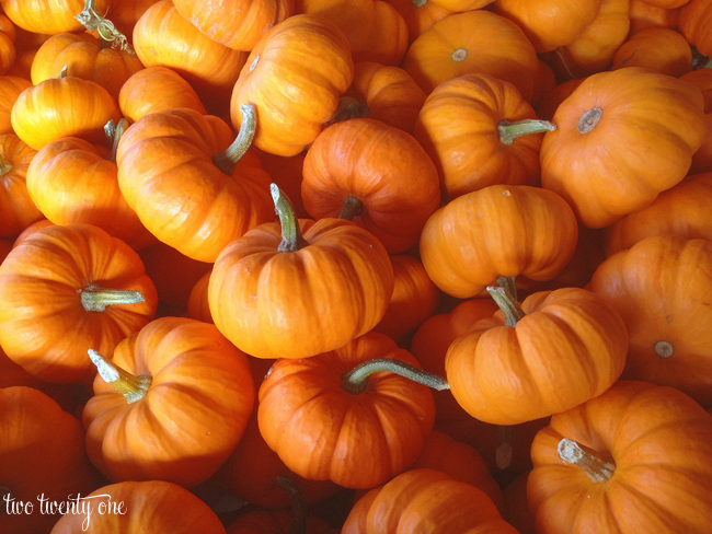 mini pumpkins