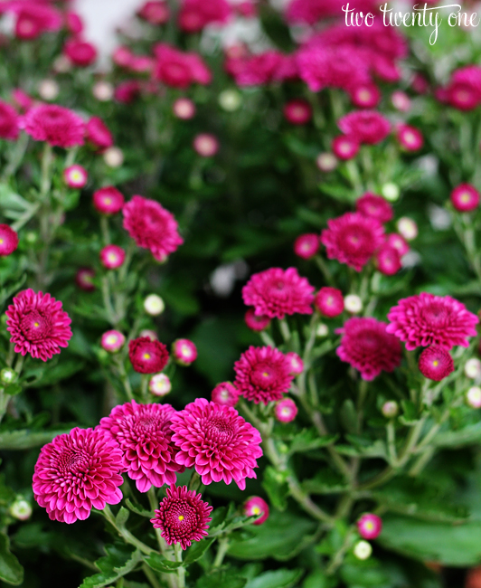 purple mums