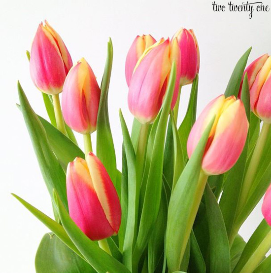 pink and yellow tulips