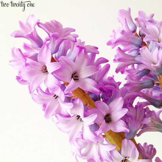 purple hyacinths