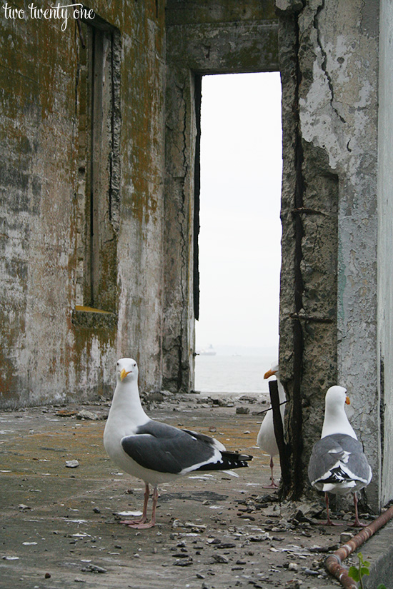 alcatraz birds