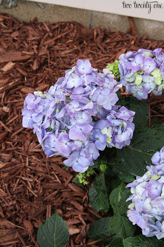 baileys endless summer hydrangea