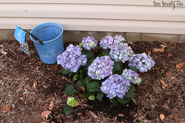 bloomstruck hydrangea