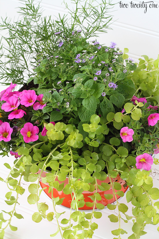 colander flowers