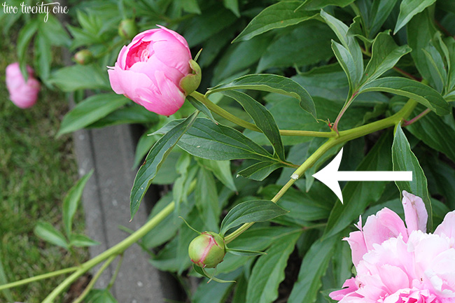 deadheading peonies