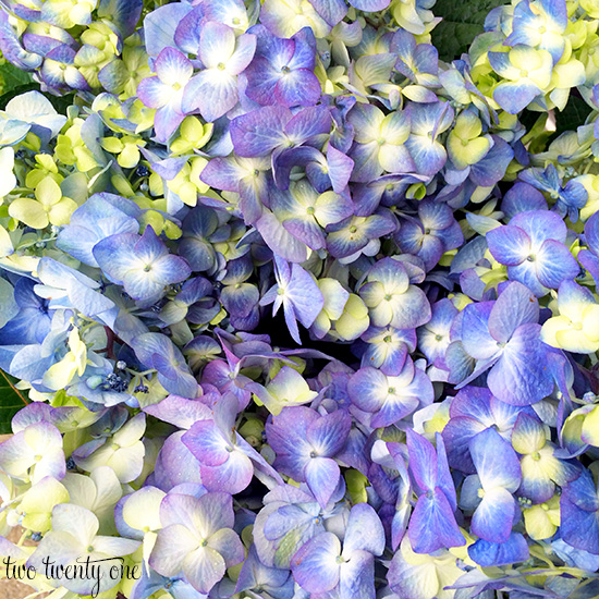 endless summer hydrangea