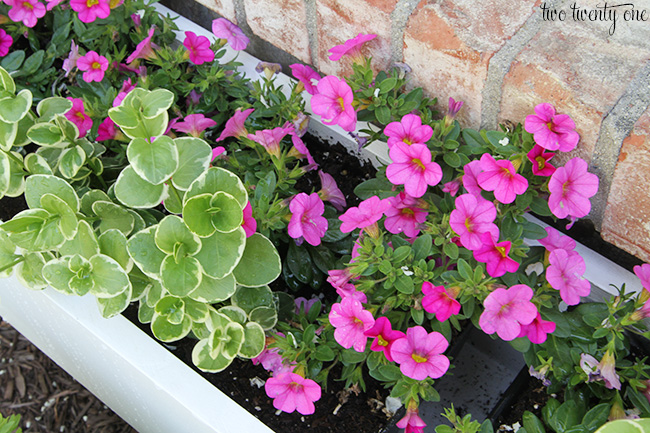 flower window box