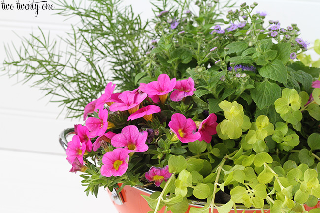 flowers in colander