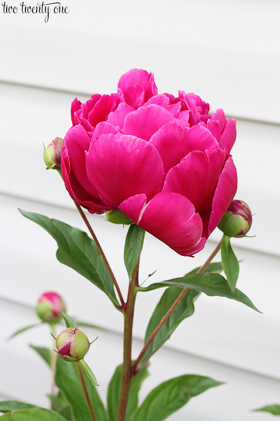 fuchsia peony