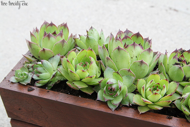 growing hens and chicks