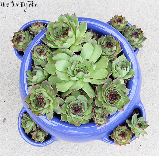 Hens and Chicks Plant – Care and Grow Guide