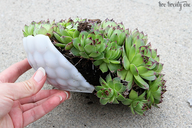 hens and chicks in bowl