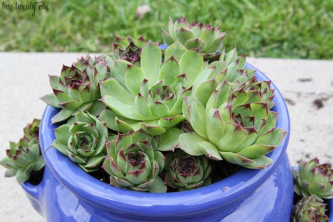 hens and chicks in strawberry pot