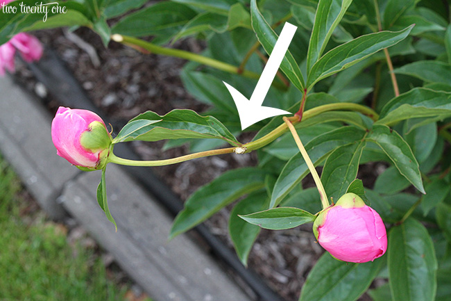 how to deadhead peonies