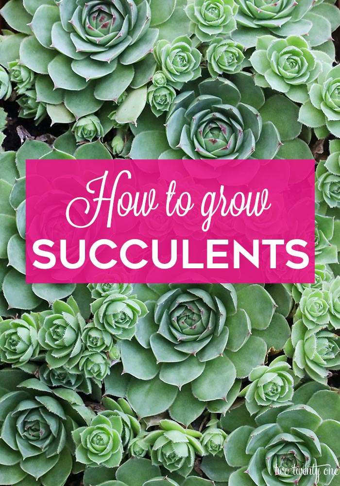 How to grow succulents!