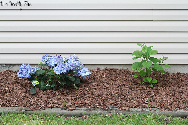 hydrangeas